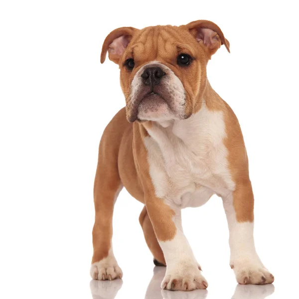 Nieuwsgierig weinig bruin Engels bulldog pup hond staande — Stockfoto