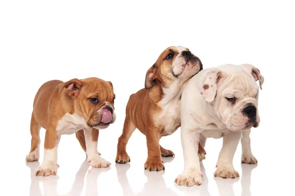 Три английских щенка бульдога стоят вместе — стоковое фото