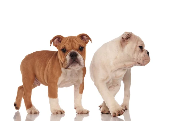 One english bulldog standing and the other walking to side — Stock Photo, Image