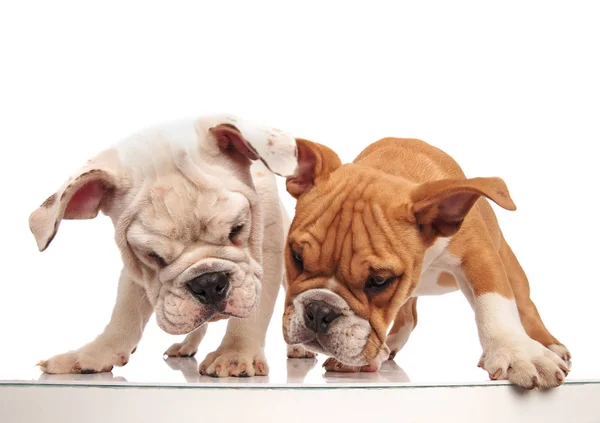 Twee nieuwsgierig Engels bulldog puppies op zoek naar iets onder t — Stockfoto