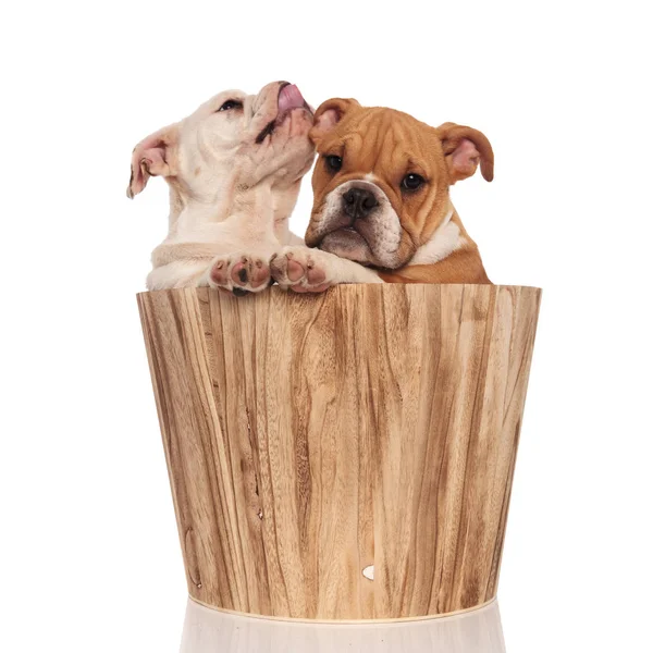 Inglês bulldog filhote de cachorro lambe o nariz perto do irmão dentro de madeira — Fotografia de Stock
