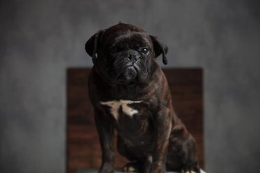 üzgün kutulu köpek studio oturuyor