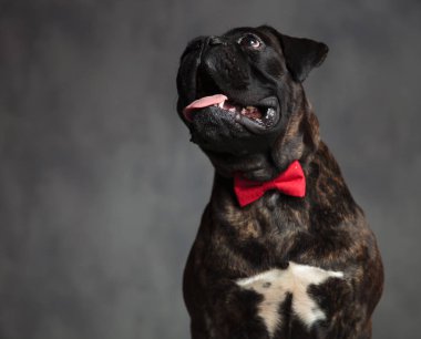 Kırmızı papyon giyiyor zarif boxer köpek tarafına bakar