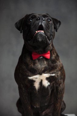 oturmuş zarif boxer köpek örnek alıyor