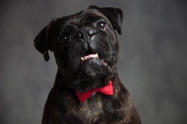 zarif boxer köpek ağzı açık olan hayran