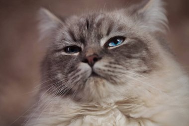 serin bir kibirli görünümlü kedi closeup