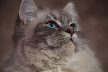 mavi gözlü güzel bir kedi yan portre resmi 
