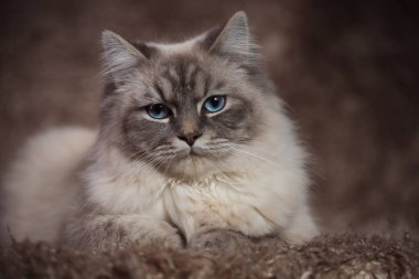 inanılmaz kedi mavi gözlü tüylü bir arka plan üzerinde yalan
