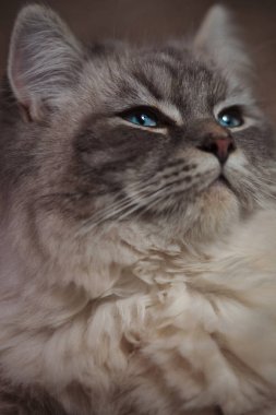 üstün bakışla güzel kedi 