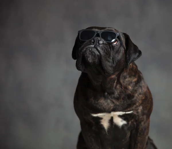Sentado em caixa cão usa óculos de sol e olha para cima — Fotografia de Stock