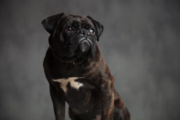 Lindo perro boxeador está sentado y mirando hacia arriba a un lado —  Fotos de Stock