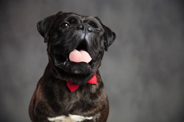 Şirin nefes nefese boxer köpek onun göz kırpıyor — Stok fotoğraf