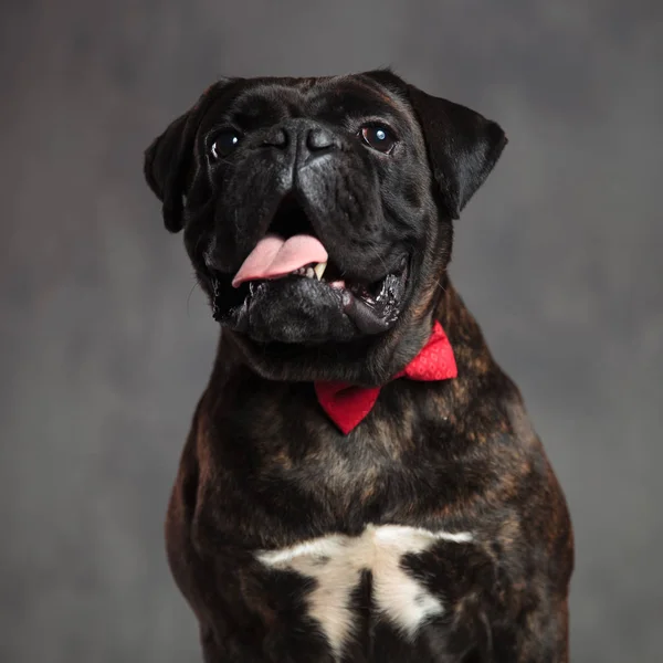 Rozkošný pejsek boxer pes je udýchaná — Stock fotografie