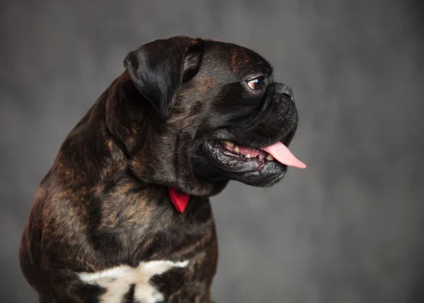 Perfil vista de um cão boxer ofegante com a boca aberta — Fotografia de Stock