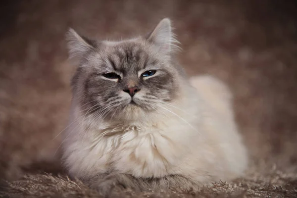 Arogancki, piękny kot leżący na tle futro — Zdjęcie stockowe