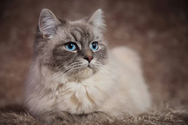 Beau jeune chat regarde de côté tout en étant couché sur la fourrure — Photo