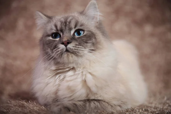 Jonge mooie kat met blauwe ogen — Stockfoto