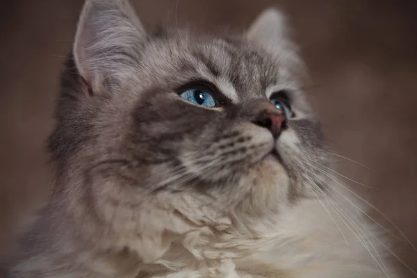 파란 눈을 가진 아름 다운 고양이의 사이드 근접 촬영 사진 — 스톡 사진