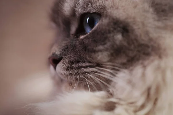 Lado da cabeça de um gato — Fotografia de Stock