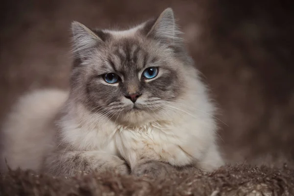 Kot niesamowite z niebieskimi oczami, leżącego na tle furry — Zdjęcie stockowe