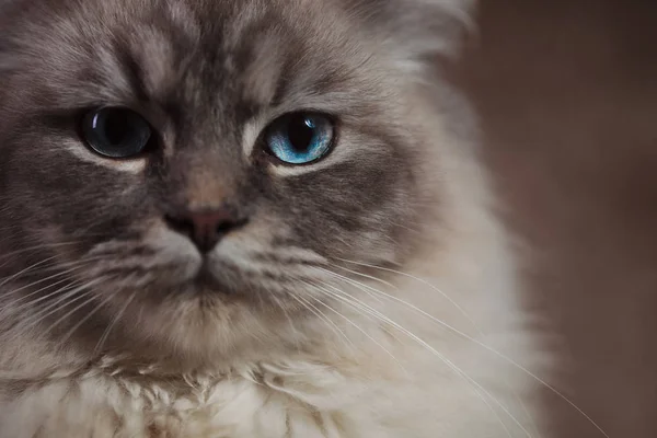 Primo piano immagine di un gatto con gli occhi azzurri — Foto Stock