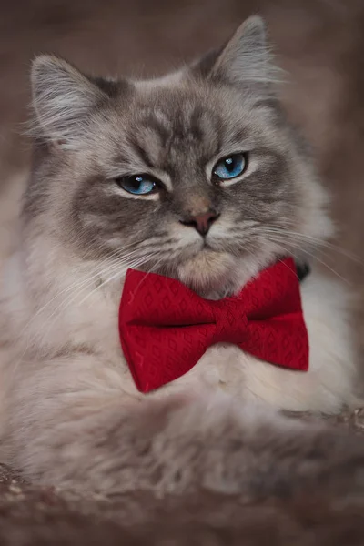 Portrait d'un chat élégant portant un nœud papillon rouge — Photo