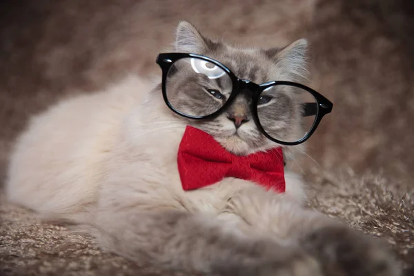 Κομψό αξιολάτρευτη γάτα φοράει γυαλιά και κόκκινο παπιγιόν — Φωτογραφία Αρχείου