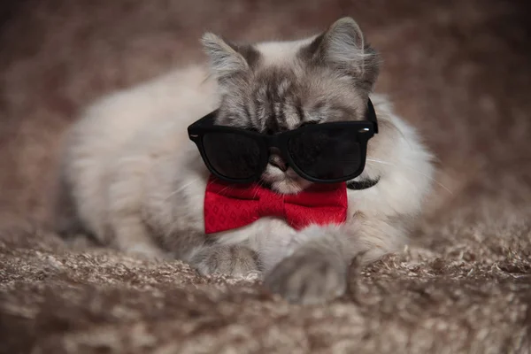 Cool gangster cat wearing sunglasses and red bowtie — Stock Photo, Image