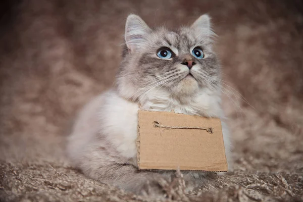 Ansioso gato faminto vestindo um sinal olha para cima para a comida — Fotografia de Stock