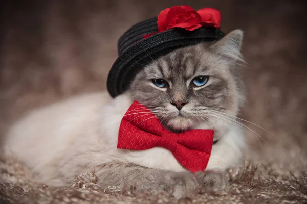 Élégant chat porte chapeau noir et noeud papillon rouge — Photo