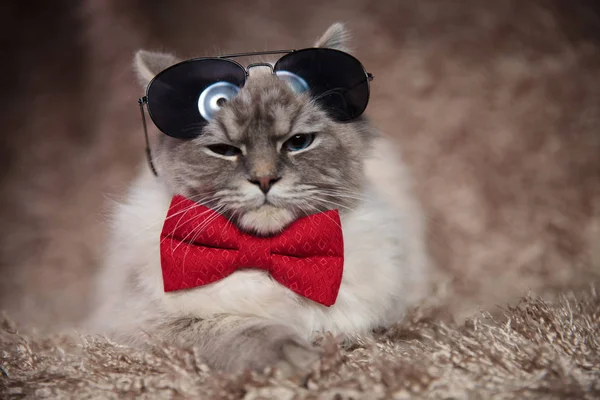 Cool moderne kat dragen bowtie en zonnebril — Stockfoto