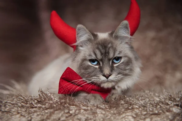 邪恶的优雅的猫穿着魔鬼的号角 — 图库照片