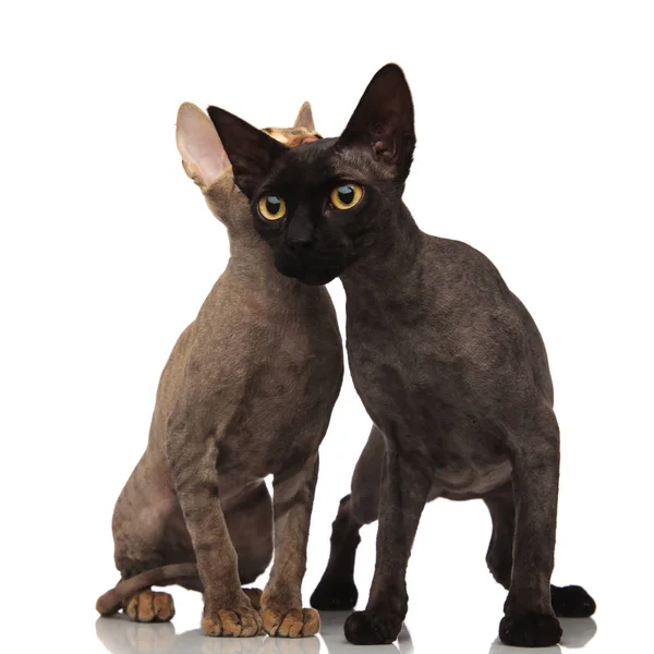 Gato preto cobrindo a cabeça do gato marrom com seu corpo — Fotografia de Stock