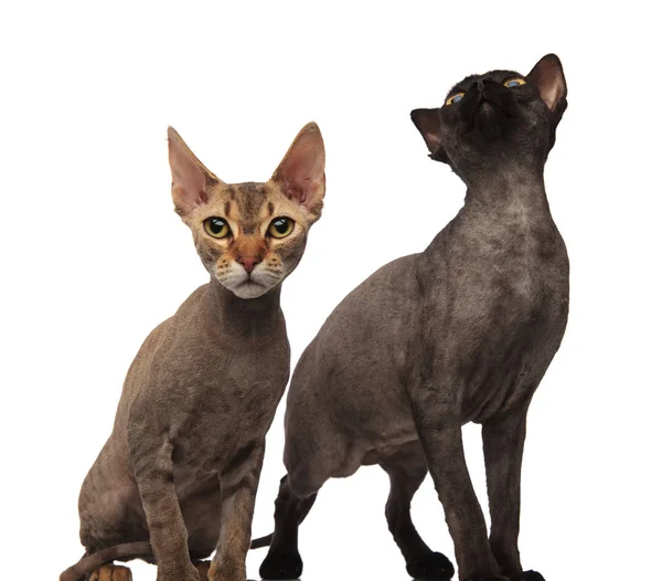 Dos gatos curiosos, uno está mirando hacia arriba — Foto de Stock