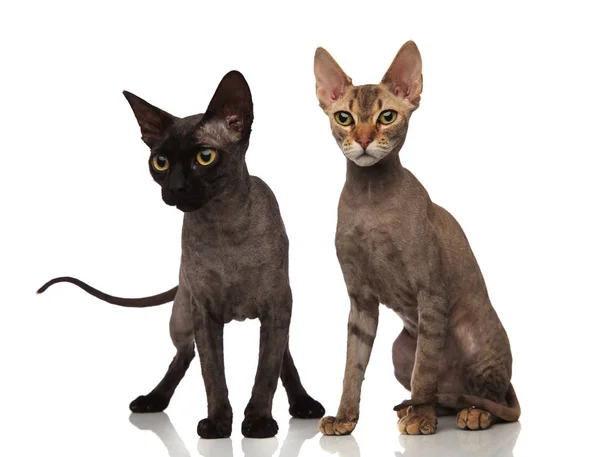 Pelo corto negro y marrón gatos — Foto de Stock