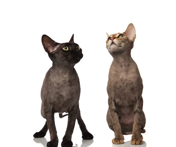 Par av katter tittar på något — Stockfoto