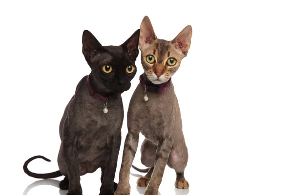 Söt par katter bär bell kragar sitter tillsammans — Stockfoto
