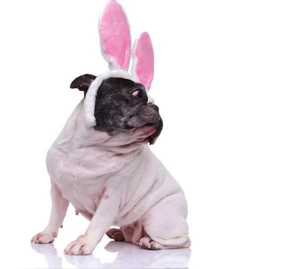 Bulldog francês usando orelhas de coelho olha para trás sobre seu ombro — Fotografia de Stock