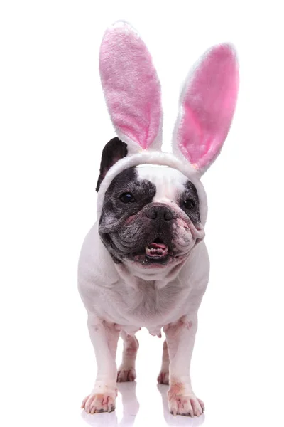 可爱的复活节兔子法国斗牛犬 — 图库照片