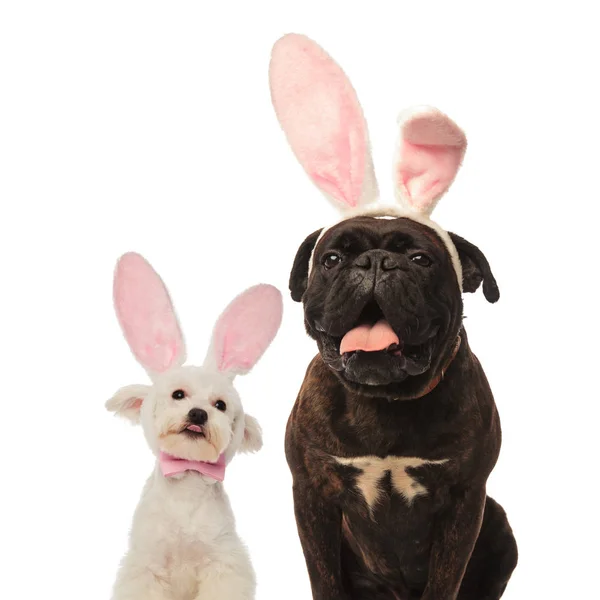 Bichon i bokser szczeniak piesków sobie uszy królika — Zdjęcie stockowe