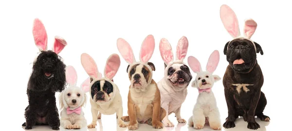 Groupe de chiens mignons portant des oreilles de lapin de Pâques — Photo