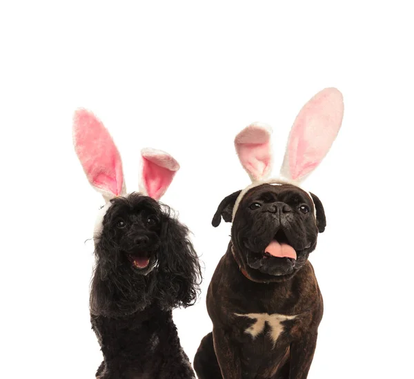 Adorable boxer et chiens caniche portant des oreilles de lapin de Pâques — Photo