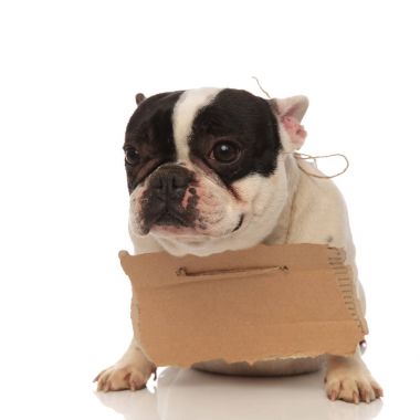 onun boynuna billboard ile üzgün Fransız buldozer