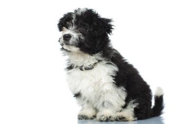 çok güzel oturan bichon havanese uzağa arıyorsunuz 