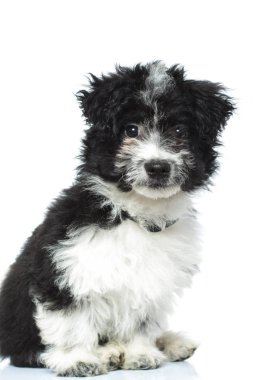 bir çok güzel bichon havanese oturma yan görünüm