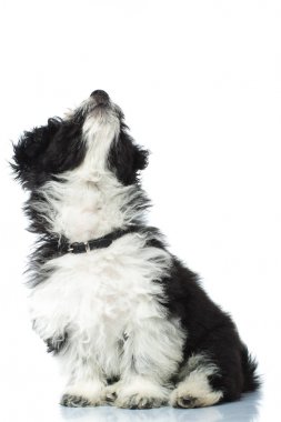 çok güzel bichon havanese ararken