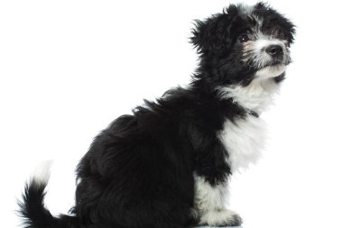 oturan bichon havanese tarafına arıyorsunuz