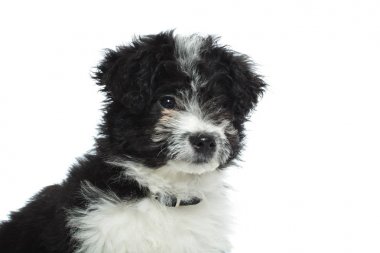 meraklı bichon havanese closeup