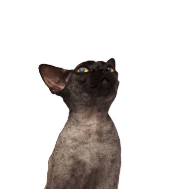 çok güzel bir gri kedi closeup örnek alıyor