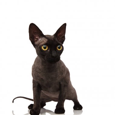 meraklı küçük gri kedi tarafına korkmuş görünüyor